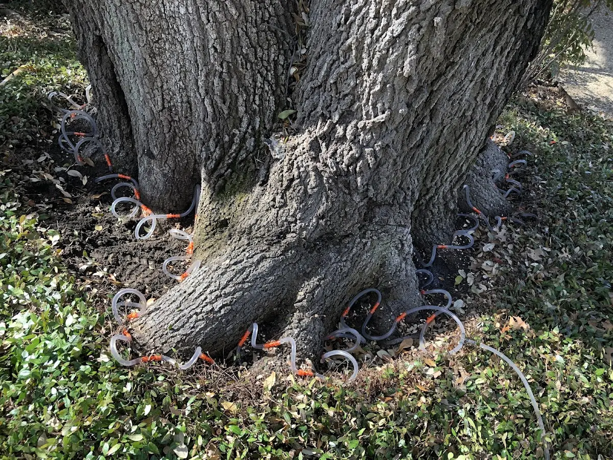 Detailed Tree Cabling and Bracing job site in Port Huron