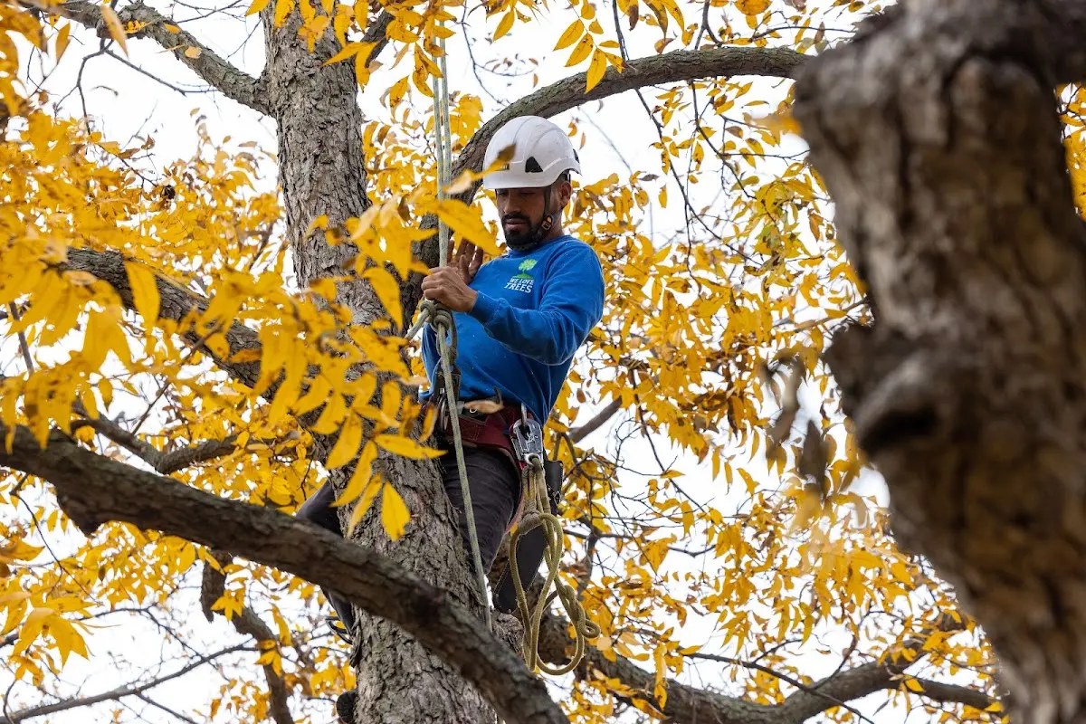 Skilled Tree Planing crew working in Port Huron