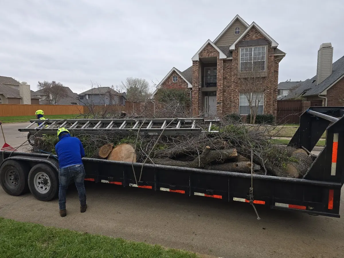 Expert Deadwooding with proper safety equipment in Port Huron